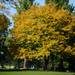 Trees begin to turn color at the University of Michigan Golf Course on Thursday afternoon. Melanie Maxwell I AnnArbor.com